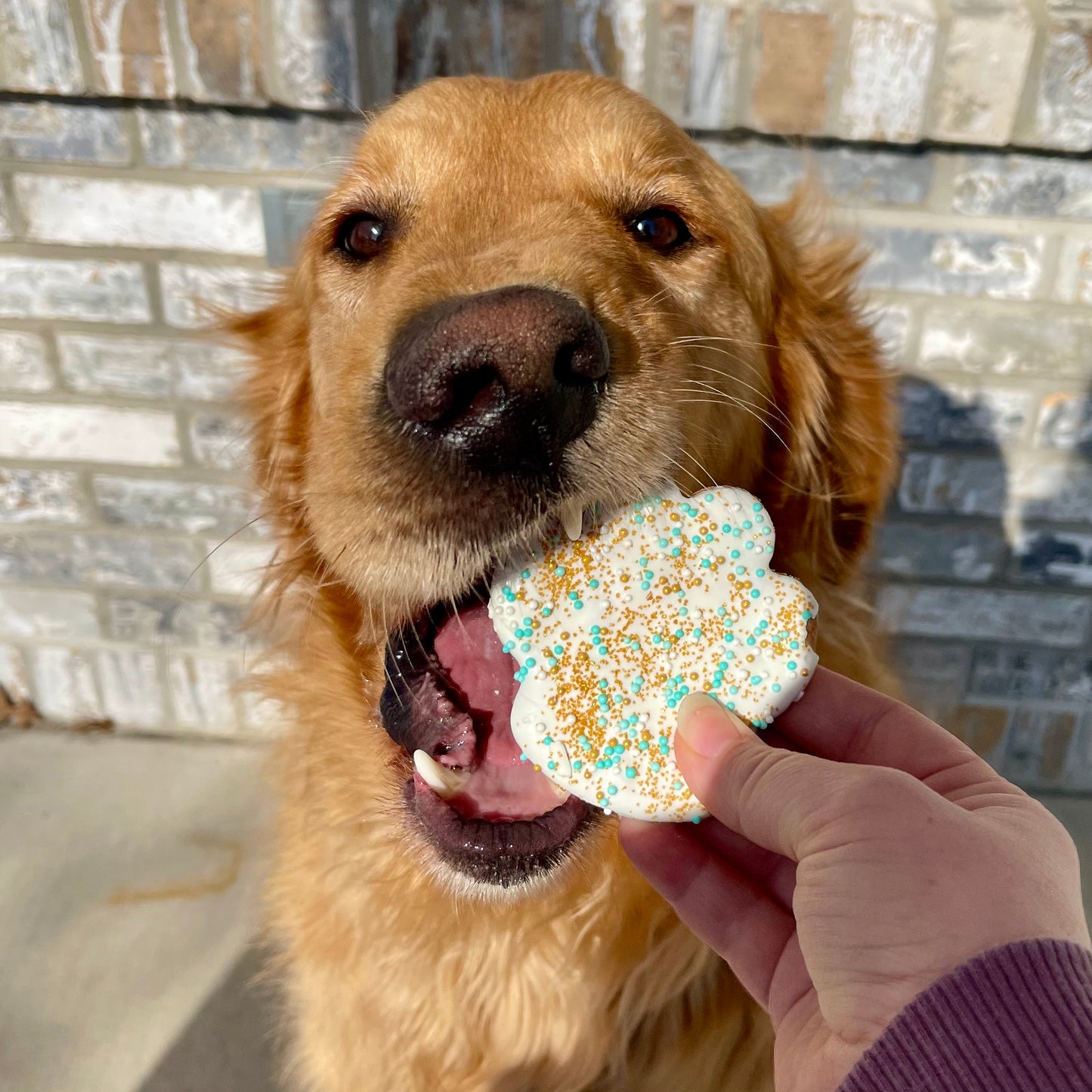 Decorated Cookies