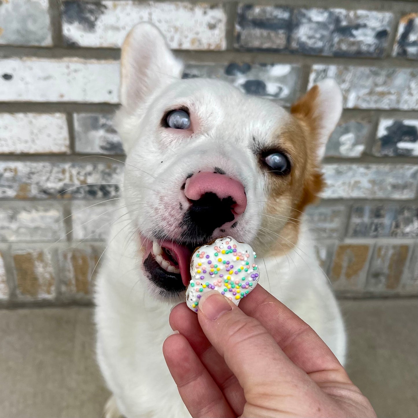 Decorated Cookies