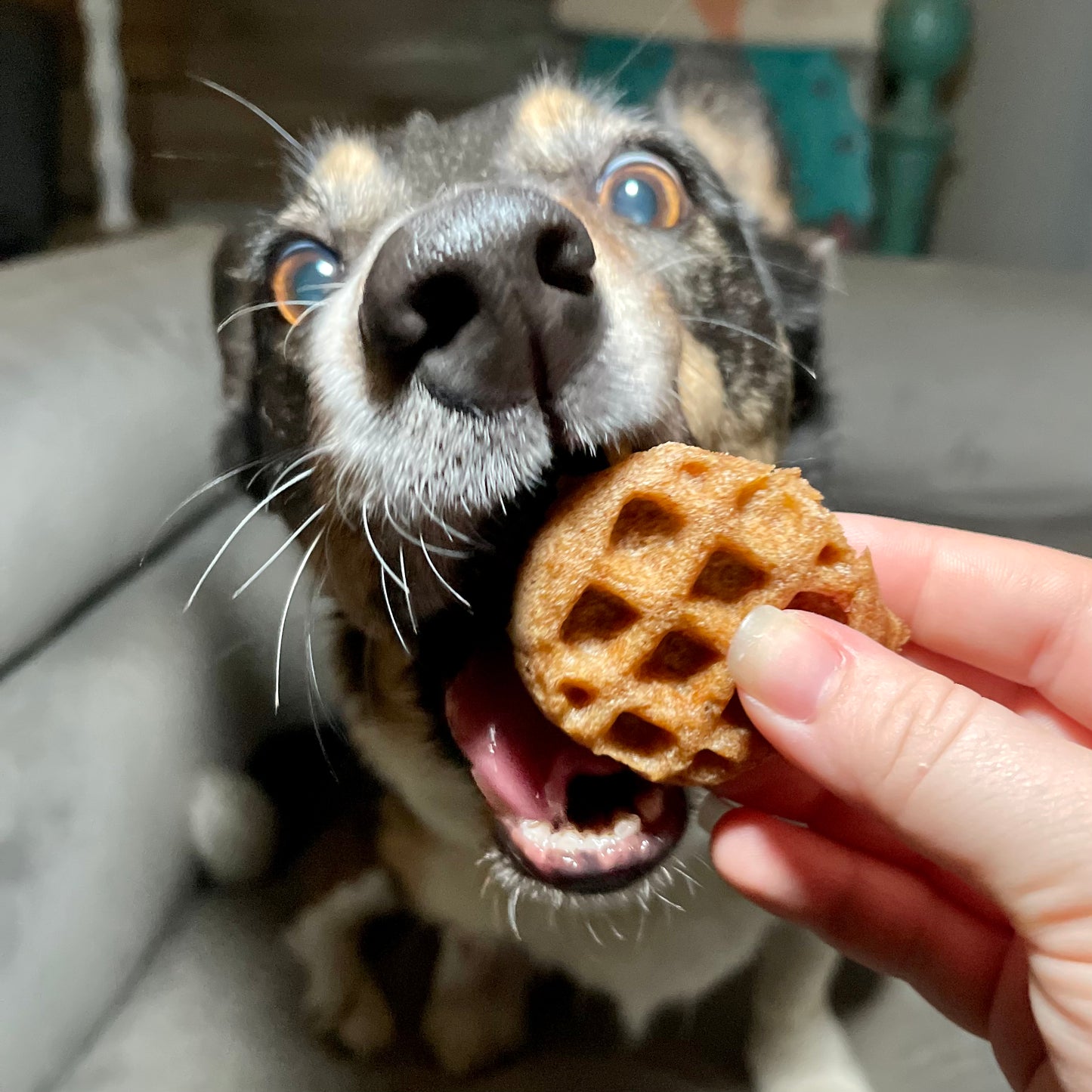 Woofle Bites