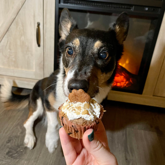 Iced Pupcakes