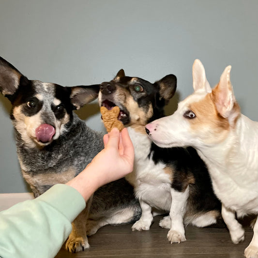 Corgi & Friends Cookies