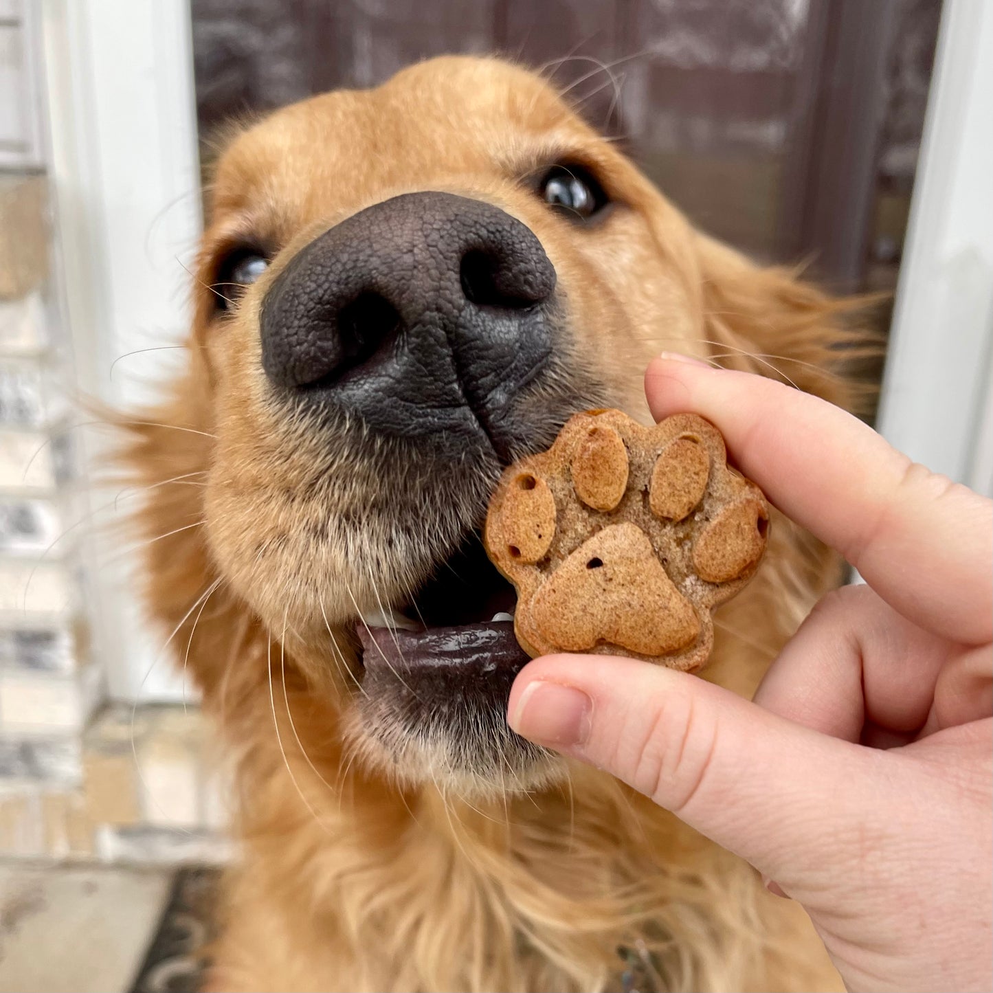 Soft Baked Treats